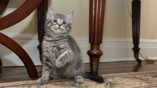 Illustration for article titled Why Is the Canadian Prime Minister Posting Cat Pictures On Google+?